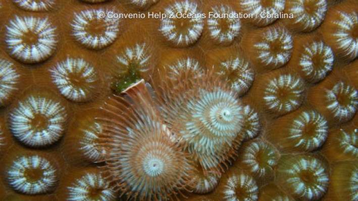 Tube worms (75)-2